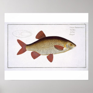 Póster Placa roja I de la carpa (Cyprinus
