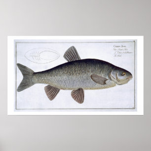 Póster Placa VI del cacho (Cyprinus Jeses) de