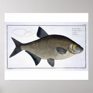 Póster Placa XIII de la brema (Brama del Cyprinus) de