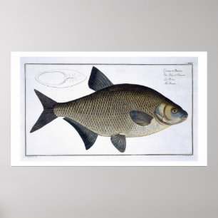 Póster Placa XIII de la brema (Brama del Cyprinus) de