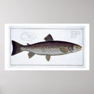 Póster Placa XXI de la trucha de mar (Salmo Trutta) de