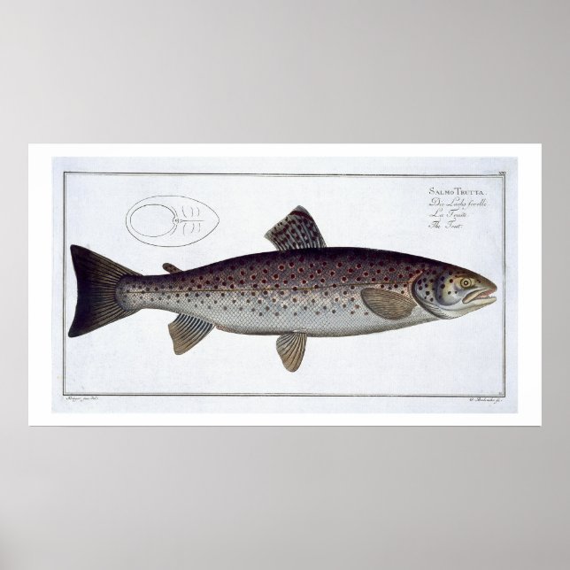 Póster Placa XXI de la trucha marina (Salmo Trutta) de Ic (Frente)