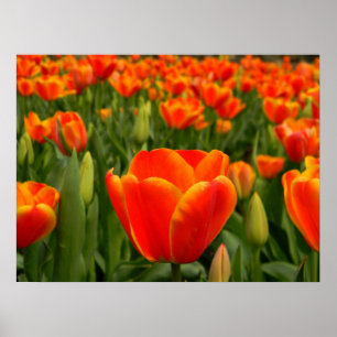 Póster Placer 2 del tulipán