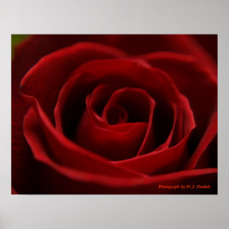 Póster Placid Red Rose