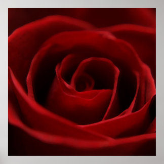 Póster Placid Red Rose