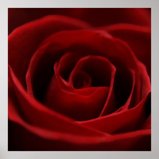 Póster Placid Red Rose (Frente)