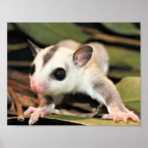 Póster Planeador del azúcar