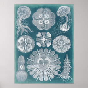 Póster Plano marino IV