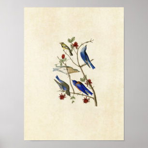 Póster Planta 393  Gaviota y pájaros azules de Townsend