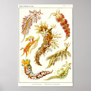 Póster Planta 43. Nudibranquia.