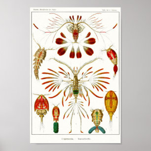 Póster Planta 56. Copepods.