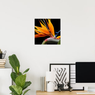 Póster Planta Ave del Paraíso Naranja sobre Floral Negro