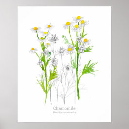 Póster Planta botánica de la hierba de Chamomile
