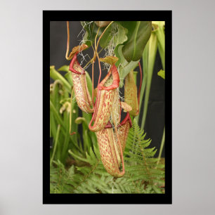 Póster Planta carnívora