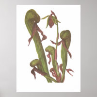 Planta carnívora - Darlingtonia californica