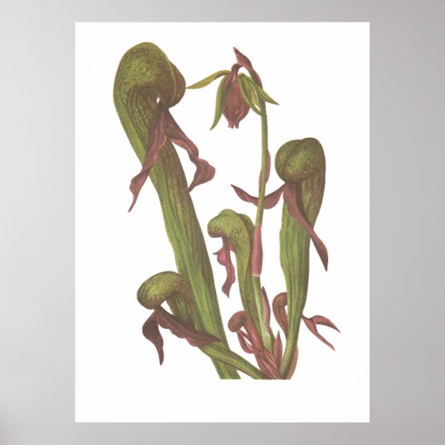 Póster Planta carnívora - Darlingtonia californica (Frente)