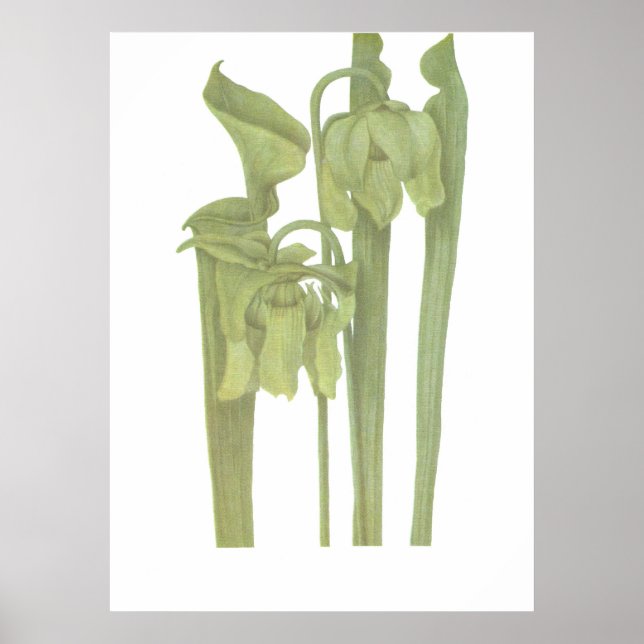 Póster Planta carnívora - Sarracenia flava (Frente)