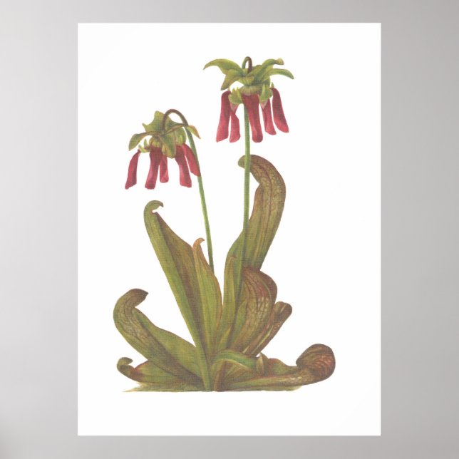 Póster Planta carnívora - Sarracenia psittacina (Frente)