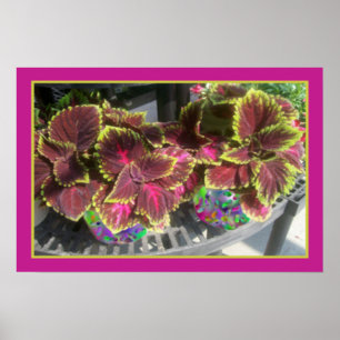Póster Planta Coleus