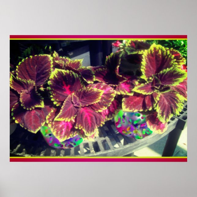 Póster Planta Coleus (Frente)