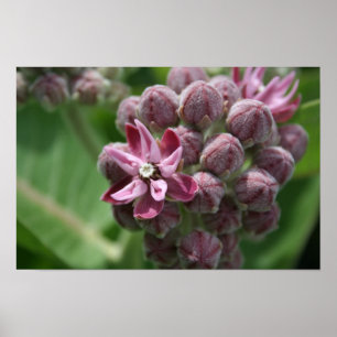 Póster Planta común de la flor del milkweed