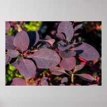 Planta con hojas rojas oscuras