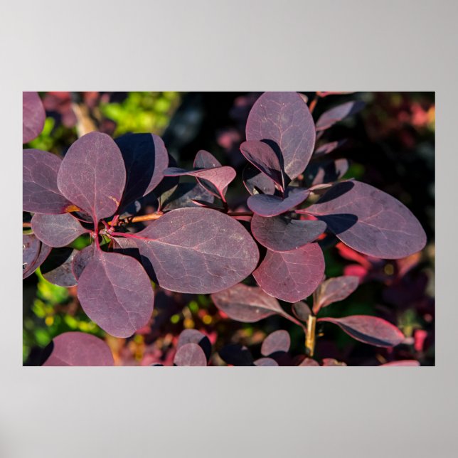 Póster Planta con hojas rojas oscuras (Frente)