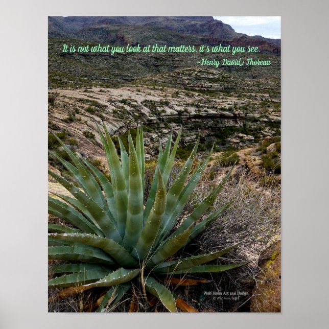 Póster Planta de agave verde azul en las montañas del des (Frente)