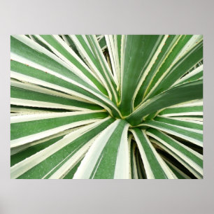 Póster Planta de Agave Verde y Blanco Rayado