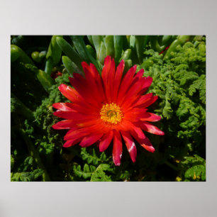 Póster Planta de alfombras coloreadas de flores de hielo 