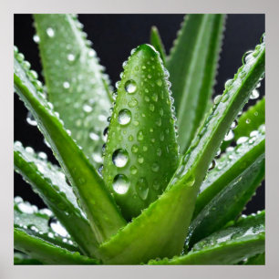 Póster Planta de Aloe Vera