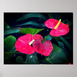 Póster Planta de antrurio del corazón rojo