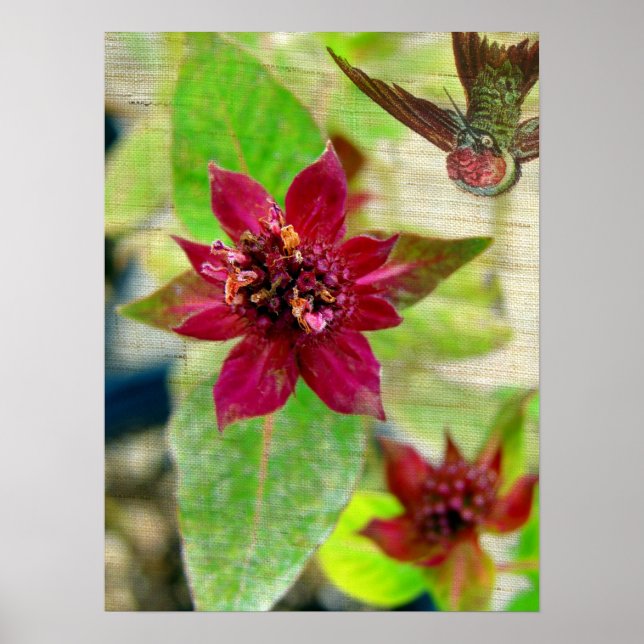 Póster Planta de bonito 2 (Frente)