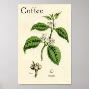 Póster Planta de café de época