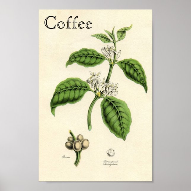 Póster Planta de café de época (Frente)