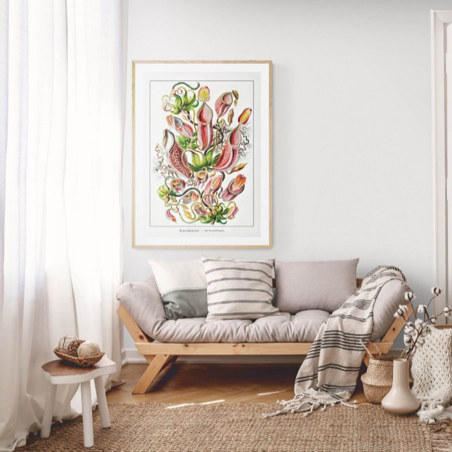 Póster Planta de cocina (blanca) | Vintage Ernst Haeckel (Subido por el creador)