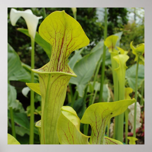 Póster Planta de cocina verde carnívora (Frente)