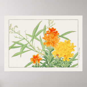 Póster Planta de flores de aleta, flor amarilla y Naranja