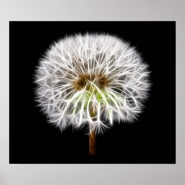 Póster Planta de flores de Dandelion blanco (Frente)