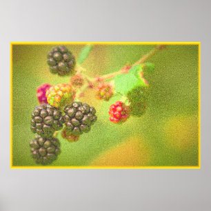 Póster "Planta de frutas de Blackberries" Foto Cute. ¡Haz
