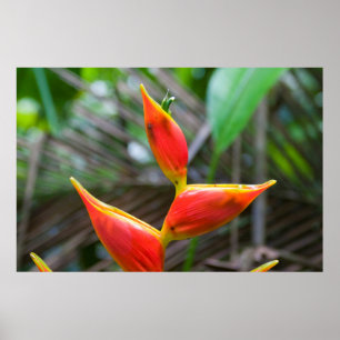 Póster Planta de Heliconia, Iquitos, Maynas, Perú