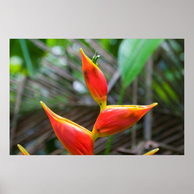 Póster Planta de Heliconia, Iquitos, Maynas, Perú (Frente)