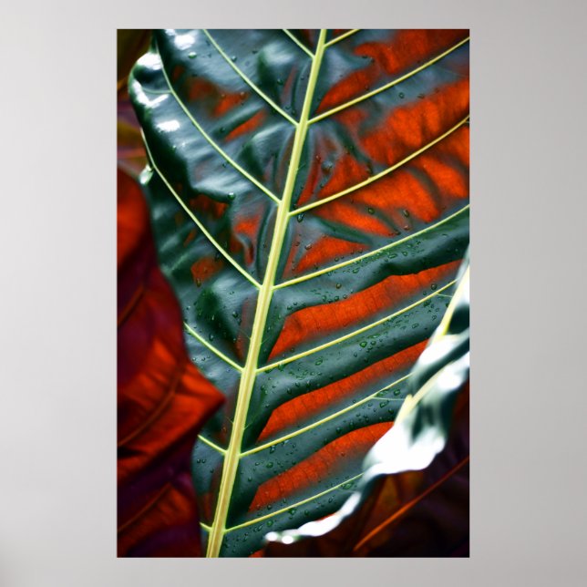 Póster Planta de hoja verde (Frente)