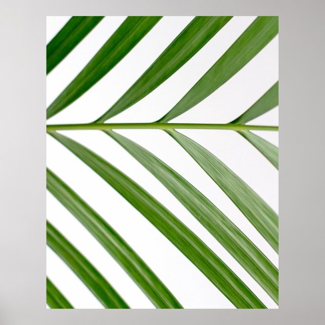 Póster Planta de hoja verde durante el día (Frente)