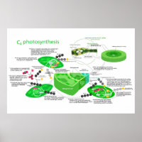 Planta de hojas del diagrama de fotosíntesis C4