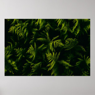 PÓSTER PLANTA DE HOJAS VERDE Y AMARILLA