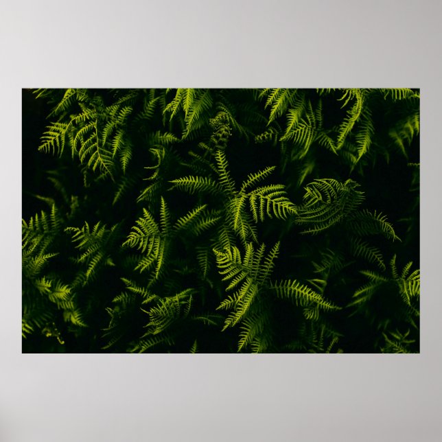 PÓSTER PLANTA DE HOJAS VERDE Y AMARILLA (Frente)