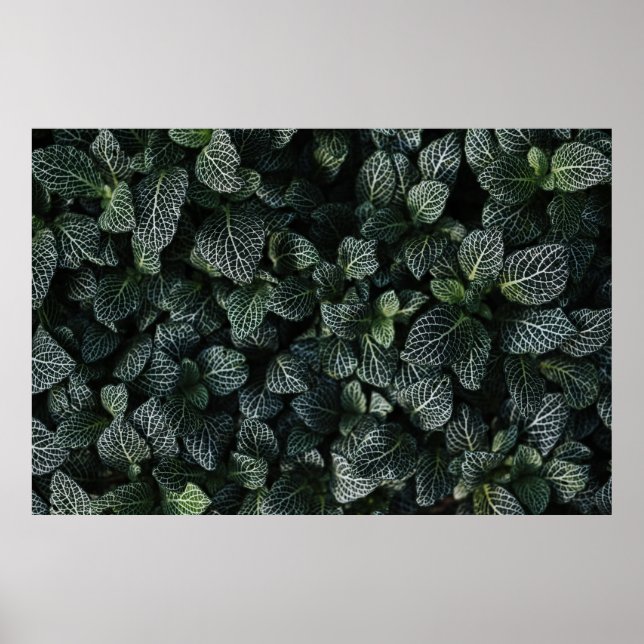 PÓSTER PLANTA DE HOJAS VERDE Y BLANCA (Frente)