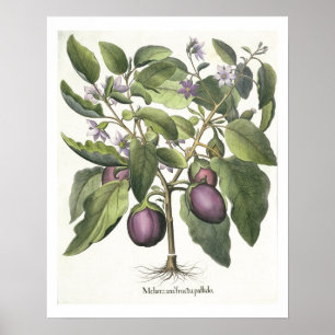 Póster Planta de huevos: Melanzana fructu pallido, de la 