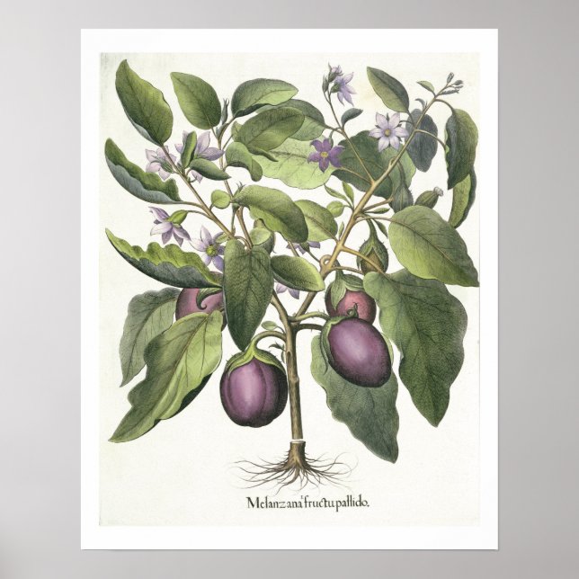 Póster Planta de huevos: Melanzana fructu pallido, de la  (Frente)